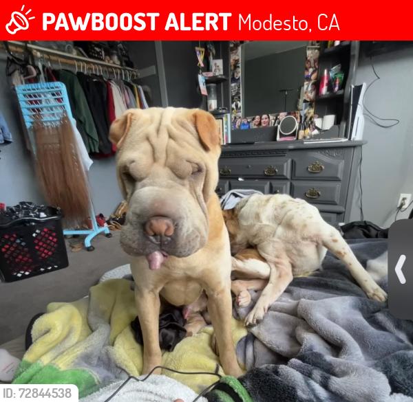 Lost Male Dog last seen John deer, Modesto, CA 95358
