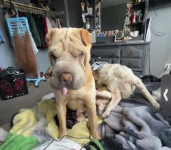 Lost Male Dog last seen John deer, Modesto, CA 95358