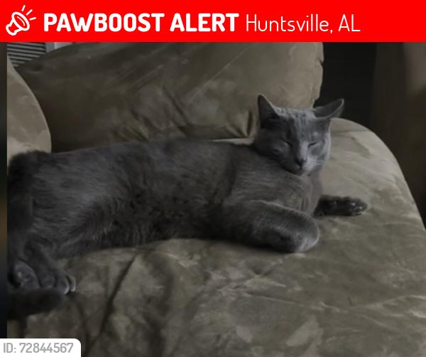 Lost Male Cat last seen Knight road, Huntsville, AL 35805