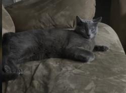 Lost Male Cat last seen Knight road, Huntsville, AL 35805
