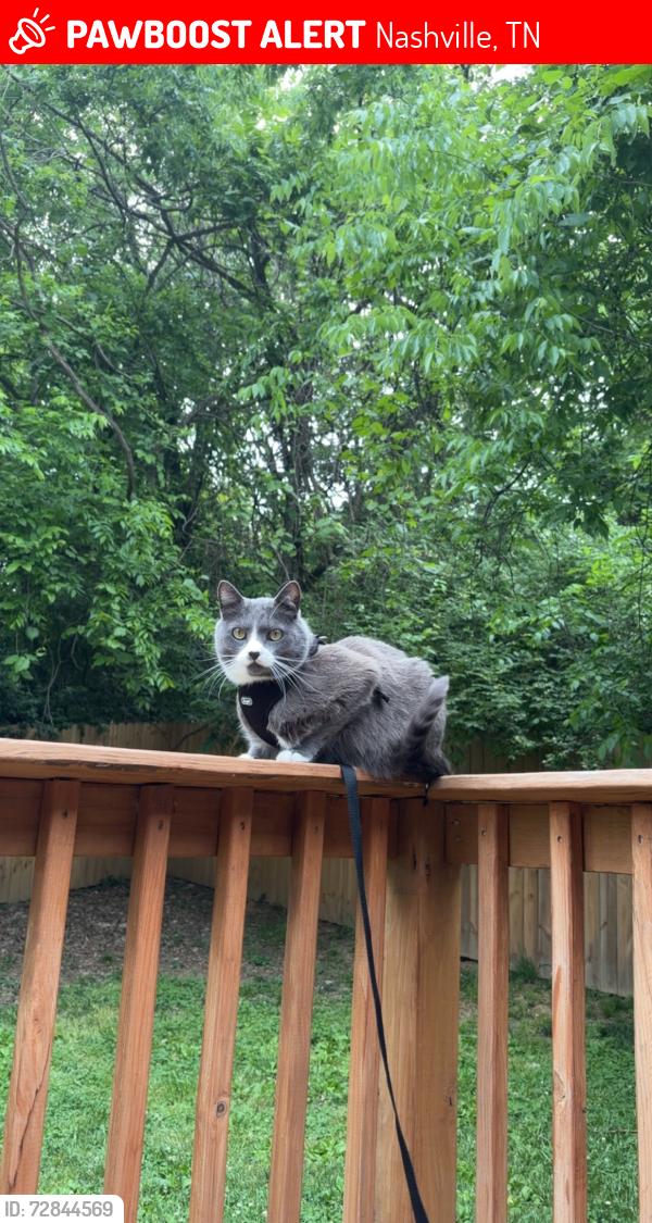 Lost Male Cat last seen Maclaurin Ct. , Nashville, TN 37207