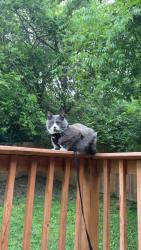Lost Male Cat last seen Maclaurin Ct. , Nashville, TN 37207