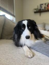 Found/Stray Male Dog last seen Mcgavock High School, Nashville, TN 37214
