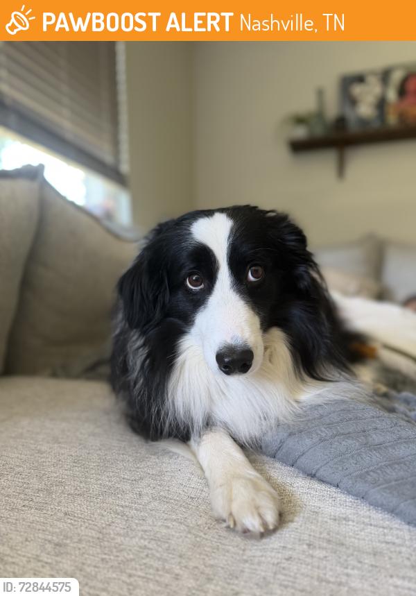 Found/Stray Male Dog last seen Mcgavock High School, Nashville, TN 37214