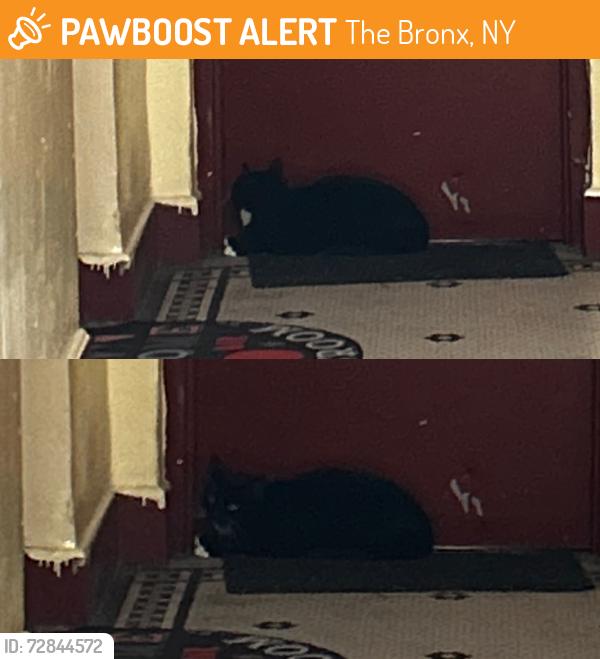 Found/Stray Unknown Cat last seen Birshall , The Bronx, NY 10462