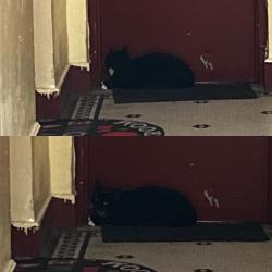 Found/Stray Unknown Cat last seen Birshall , The Bronx, NY 10462