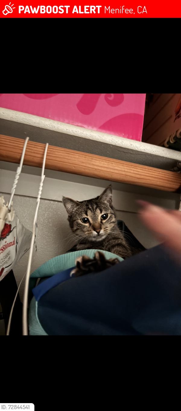 Lost Female Cat last seen Near Mountain View Pl Menifee, CA  92587 United States, Menifee, CA 92587