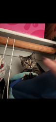 Lost Female Cat last seen Near Mountain View Pl Menifee, CA  92587 United States, Menifee, CA 92587