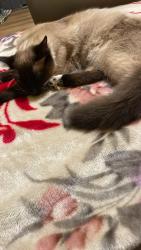 Lost Male Cat last seen Main St , Washington St, Ireland St , Burlington, NC 27217