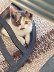 Lost Female Cat last seen Mountain View Avenue and Gordon, San Jose, CA 95127