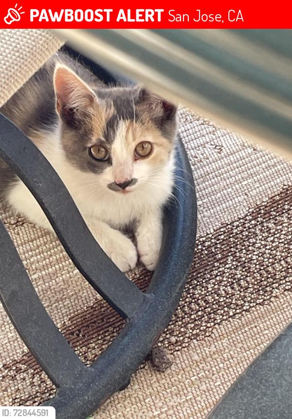 Lost Female Cat last seen Mountain View Avenue and Gordon, San Jose, CA 95127