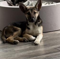 Found/Stray Male Dog last seen Arlington , Arlington, TX 76012