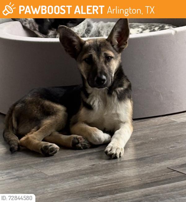 Found/Stray Male Dog last seen Arlington , Arlington, TX 76012