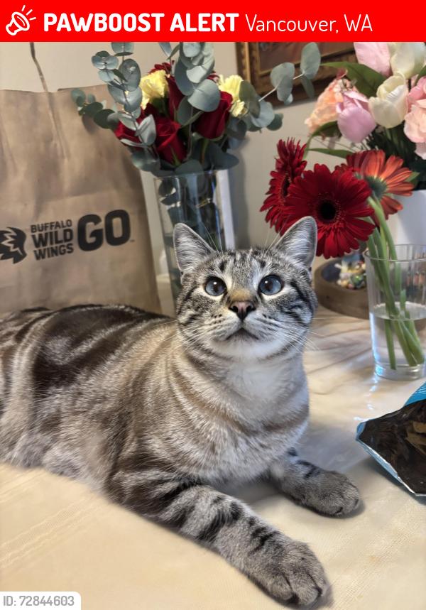 Lost Male Cat last seen 57th Avenue by Dutch Bros and 711, Vancouver, WA 98661