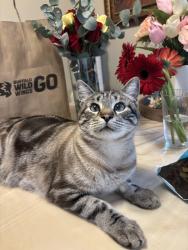 Lost Male Cat last seen 57th Avenue by Dutch Bros and 711, Vancouver, WA 98661