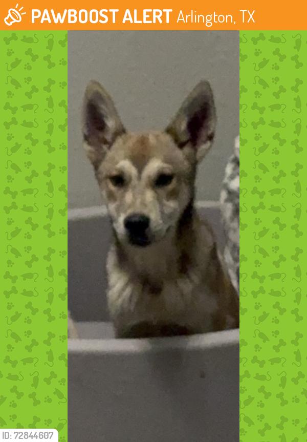 Found/Stray Male Dog last seen Arlington , Arlington, TX 76012