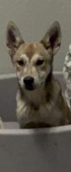 Found/Stray Male Dog last seen Arlington , Arlington, TX 76012