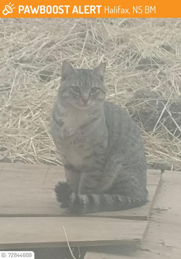 Found/Stray Unknown Cat last seen Sheradon Pl, Halifax, NS B3M