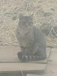Found/Stray Unknown Cat last seen Sheradon Pl, Halifax, NS B3M
