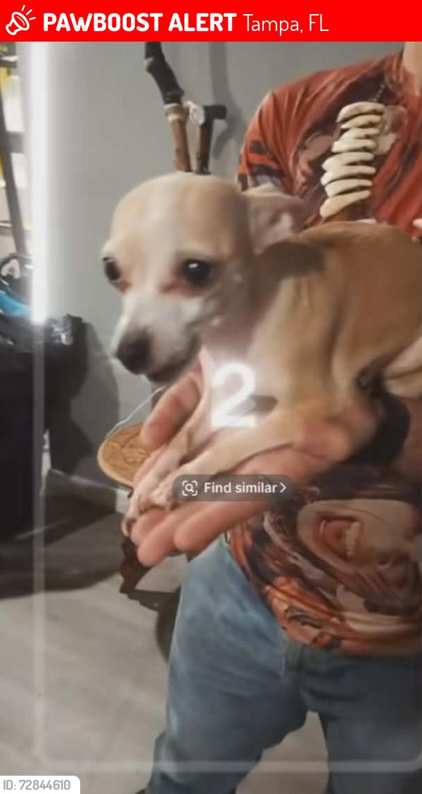 Lost Female Dog last seen 109th st, Tampa, FL 33612