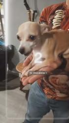 Lost Female Dog last seen 109th st, Tampa, FL 33612