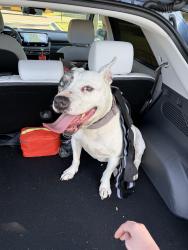 Found/Stray Female Dog last seen New Berlin Elementary, Jacksonville, FL 32226