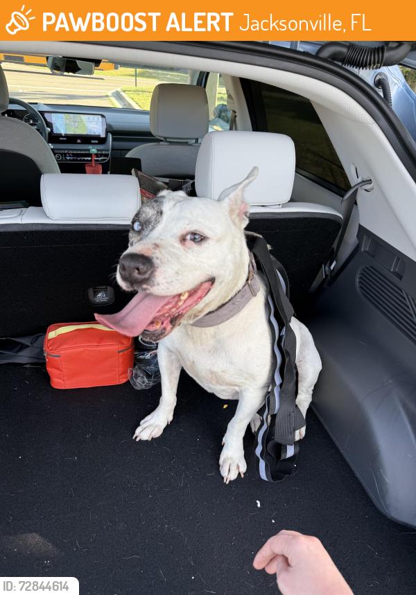 Found/Stray Female Dog last seen New Berlin Elementary, Jacksonville, FL 32226