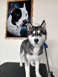 Lost Female Dog last seen West bellfort and riceville, Houston, TX 77031