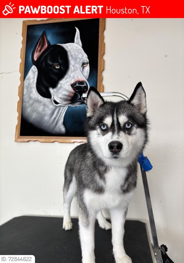 Lost Female Dog last seen West bellfort and riceville, Houston, TX 77031