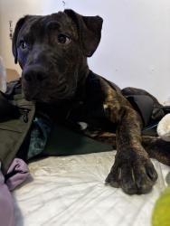 Lost Male Dog last seen Asian Art Museum , Seattle, WA 98102