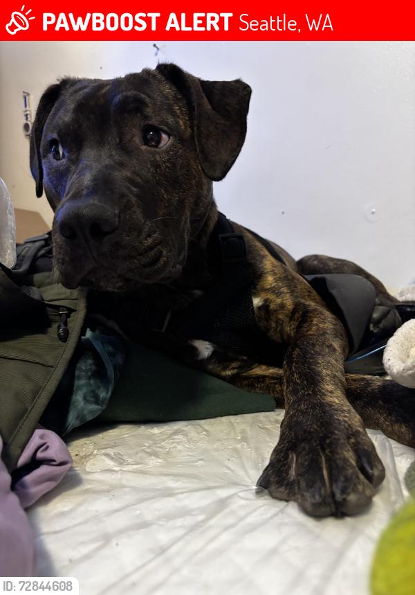 Lost Male Dog last seen Asian Art Museum , Seattle, WA 98102