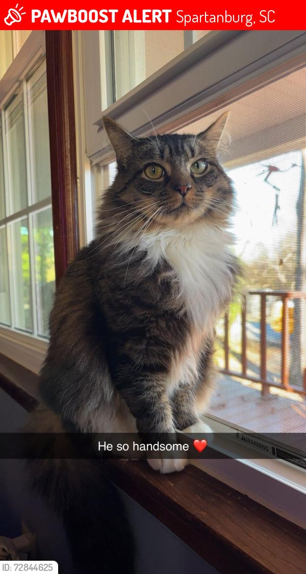 Lost Male Cat last seen Coco Loco in Spartanburg , Spartanburg, SC 29306