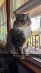 Lost Male Cat last seen Coco Loco in Spartanburg , Spartanburg, SC 29306