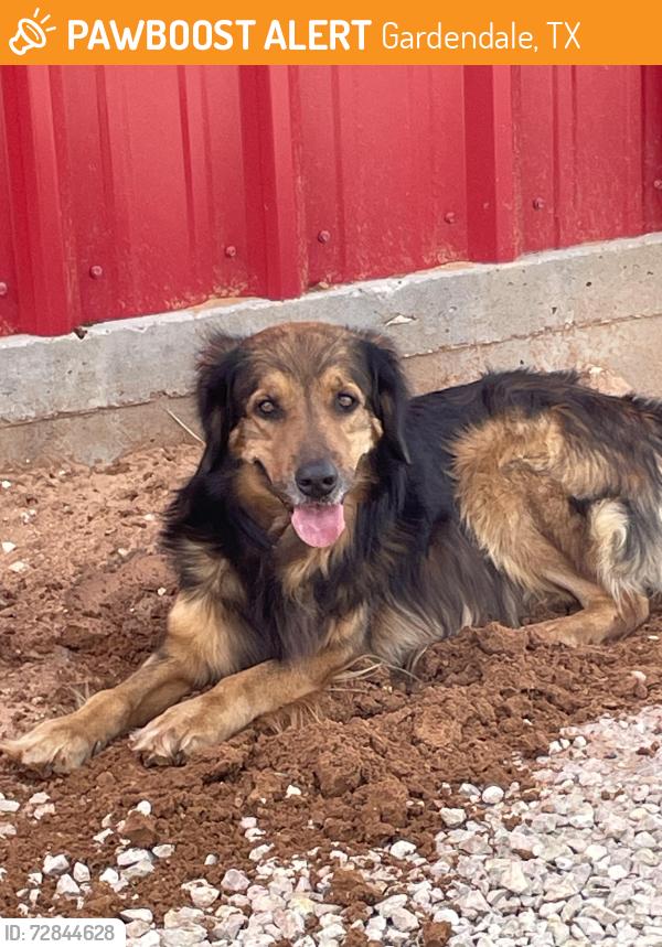 Found/Stray Unknown Dog last seen Near gardendale tx it was at the red drive through barn, Gardendale, TX 79758