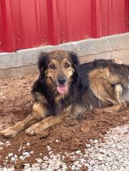 Found/Stray Unknown Dog last seen Near gardendale tx it was at the red drive through barn, Gardendale, TX 79758
