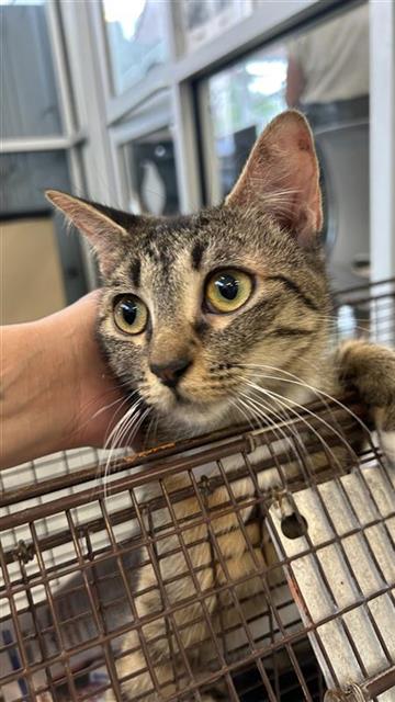 Shelter Stray Female Cat last seen Near BLOCK BABCOCK RD, San Antonio, TX 78227