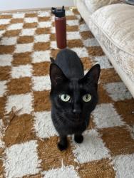 Lost Female Cat last seen The Grosvenor pub , Merseyside, England L15 1ED
