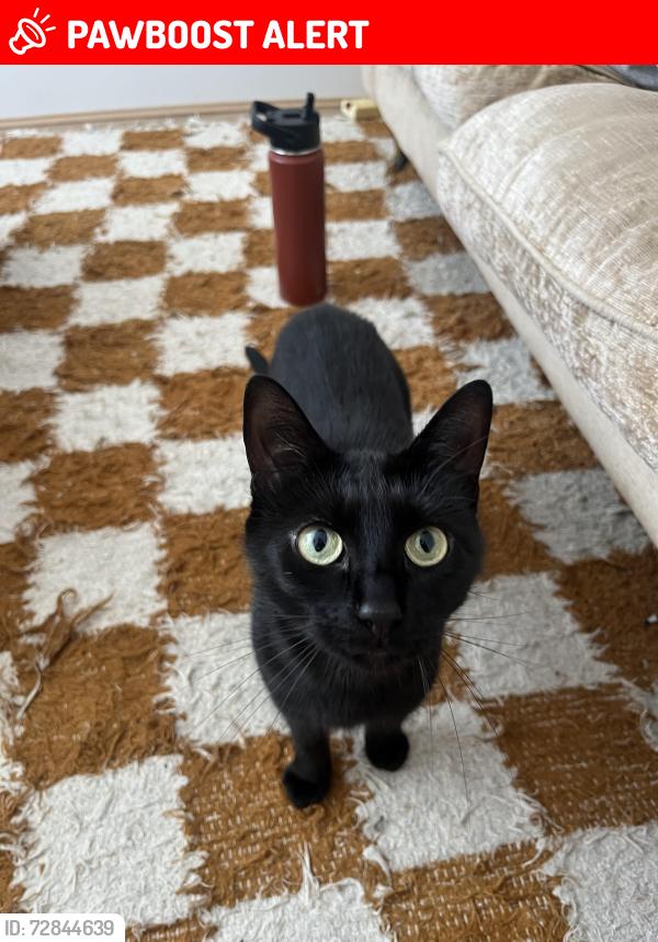 Lost Female Cat last seen The Grosvenor pub , Merseyside, England L15 1ED