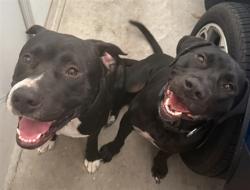 Shelter Stray Male Dog last seen CR 455/TROUSDALE ST 34715, Deer Island, FL 32778