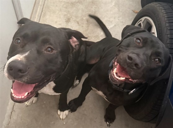Shelter Stray Male Dog last seen CR 455/TROUSDALE ST 34715, Deer Island, FL 32778