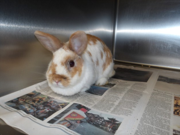 Shelter Stray Female Other last seen , Los Angeles, CA 90025