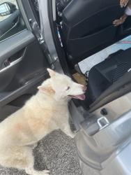 Found/Stray Female Dog last seen Culebra rd, San Antonio, TX 78250