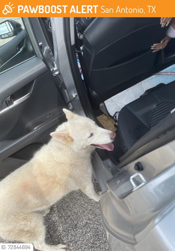 Found/Stray Female Dog last seen Culebra rd, San Antonio, TX 78250