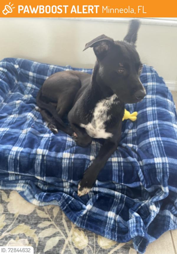 Found/Stray Female Dog last seen Jay Scrub Street/ US 27, Minneola, FL 34715