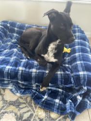 Found/Stray Female Dog last seen Jay Scrub Street/ US 27, Minneola, FL 34715