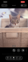 Lost Female Cat last seen Cerro largo Pl nw, Albuquerque, NM 87114