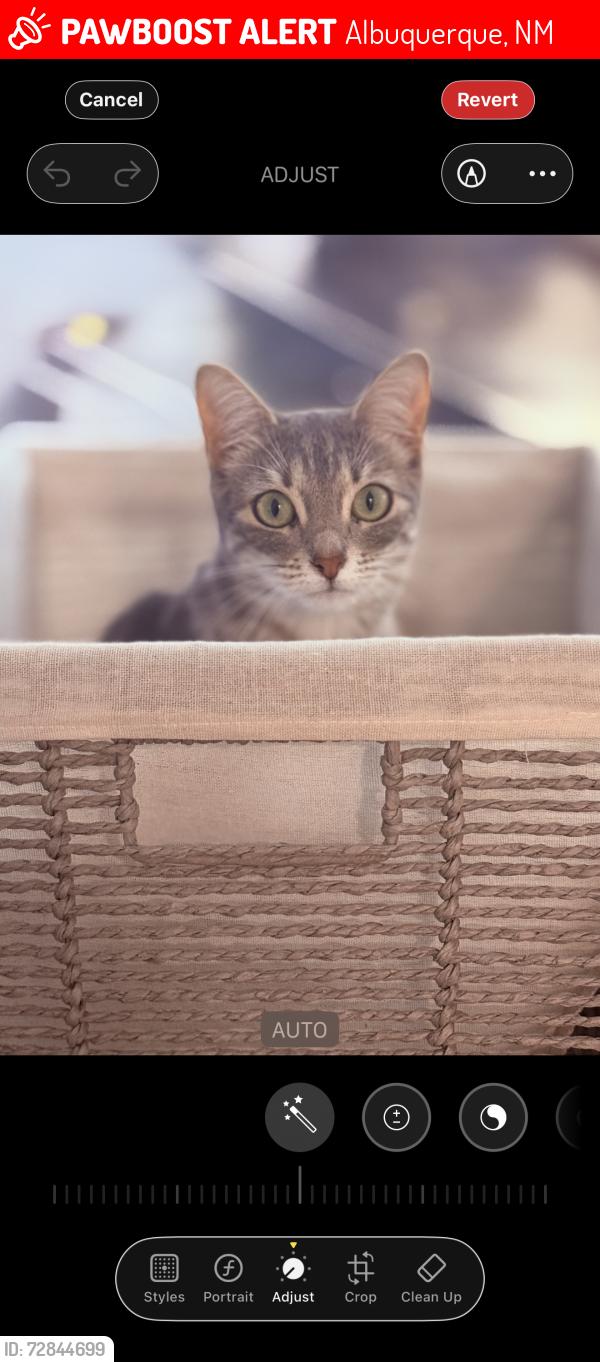 Lost Female Cat last seen Cerro largo Pl nw, Albuquerque, NM 87114