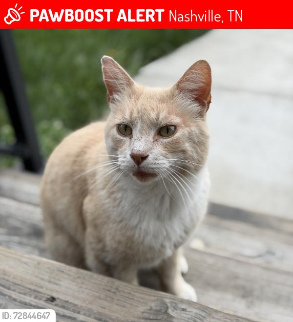 Lost Male Cat last seen Cass 11th and Dominican, Nashville, TN 37208