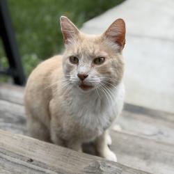 Lost Male Cat last seen Cass 11th and Dominican, Nashville, TN 37208