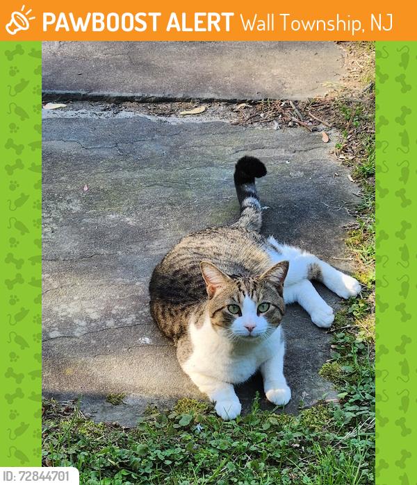Found/Stray Male Cat last seen Allenwood-Lakewood Rd, Wall Township, NJ 08724